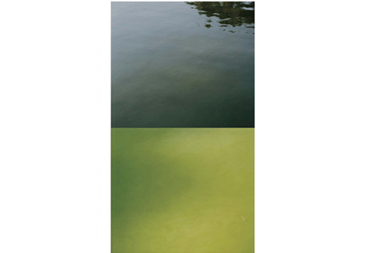 pond.jpg